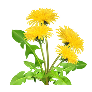 Dandelion Extract